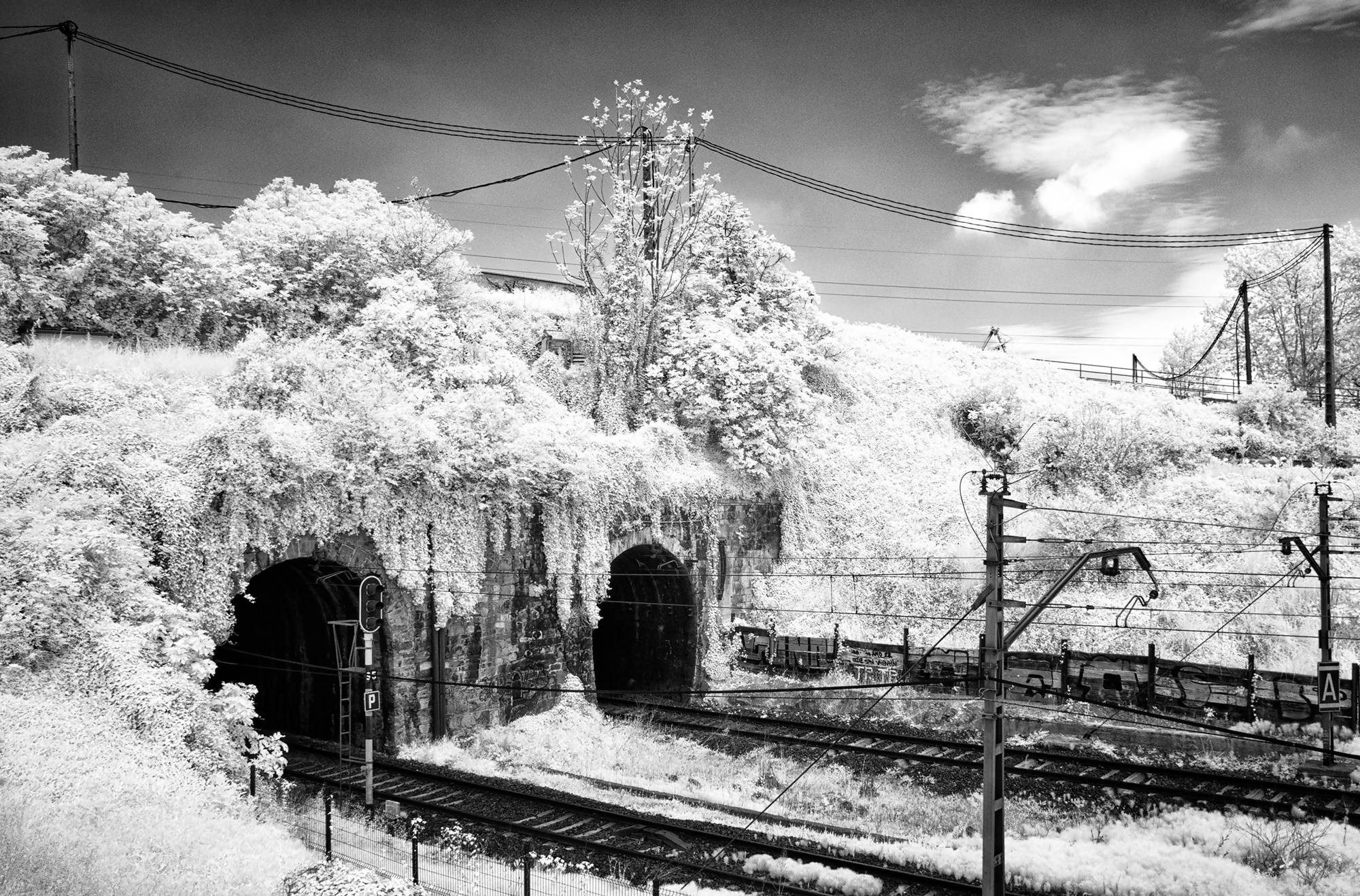 Online Exhibition of Infrared Photography by Marcus Hamilton from 2 July
